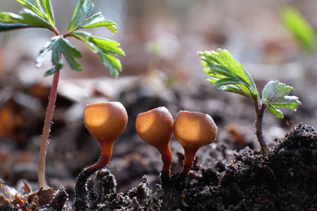 Amazing little mushroom - Anemone Cup, Dumontinia tuberosa. Parasites on the anemone rhizomes....