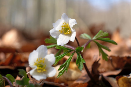 Group of spring white flowers in the forest - Anemone nemorosaの写真素材