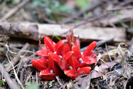 Fruits of Zingiber chrysanthum (curved-stem ginger) are bright red, enclosing pure white seeds. Met...