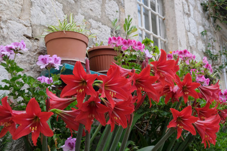 Close up of red flowers of Hippeastrum (amaryllis) and pink Pelargonium (rose geranium) blooming by stone wall of building, met in Montengro, Balkansの写真素材