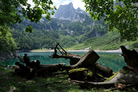 Fallen trunks on the bank of Hinterer (Inner) Gosausee Lake. Beautiful lake in the middle of the...