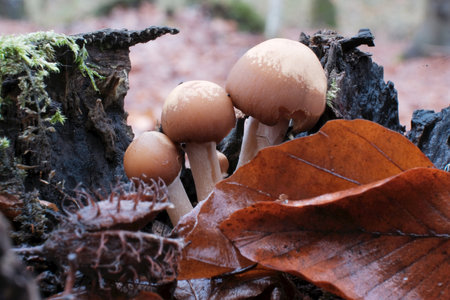 Group of Psathyrella piluliformis mushrooms on wood. It is a very common wood-rotting fungus in...