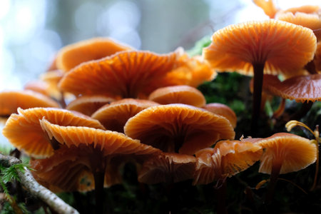 Big group of Laccaria laccata is a very common woodland fungus in forest. It is edible mushroom.