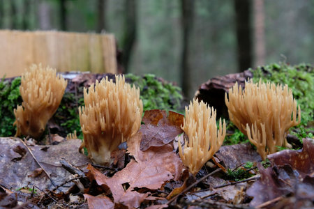 Amazing yellow mushroom like coral - Ramaria strictaの写真素材