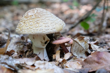 Single mushroom Amanita rubescens, young fruiting body - edible toadstool. The common name is the blusher.の写真素材