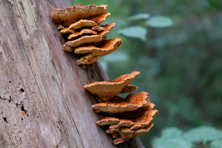 Group of mushrooms Gloeophyllum sepiarium, the rusty gilled polypore on woodの写真素材