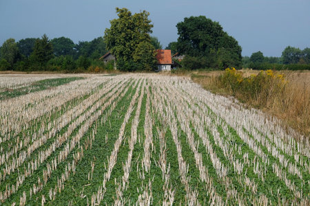 A field with stubble of maize, closeup in late summer. Farm building on the horizon.の写真素材