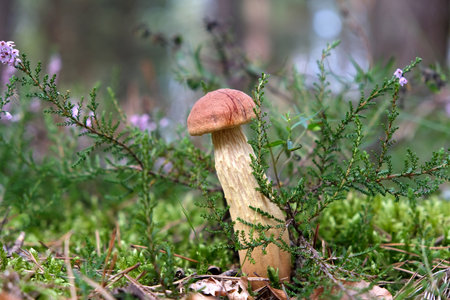 Single mushroom Aureoboletus projectellus in heather in forest. It's painful fungus. Found in North...