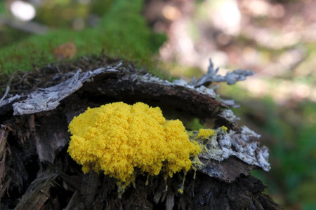 Amazing colorful slime mold Fuligo septica - slime molds are interesting organisms between mushrooms and animalsの写真素材