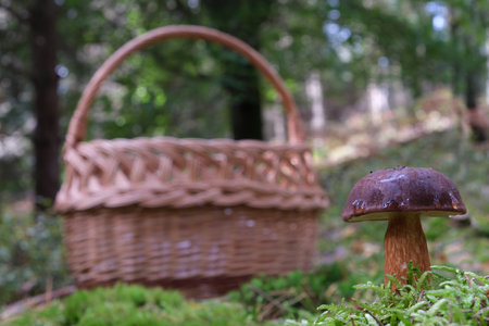 Growing in forest, brown Imleria badia, commonly known as the bay bolete - edible, very tasty mushroom. Wicker basket standing in background.の写真素材