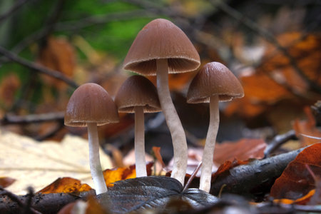 Psathyrella piluliformis Common Stump Brittlestem mushroom reddish-brown mushroom that grows steeply in groups, natural lightの写真素材