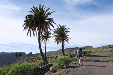 Beautiful mountain views with palms on tourist trail from San Sebastian to El Cedro Forest in Garajonay National Park. La Gomera, Canary Islands, Spainの写真素材