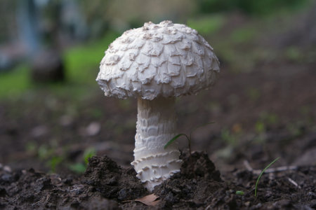 Close up of Amanita strobiliformis, commonly referred to as warted amanita. It is met in La Gomera,...