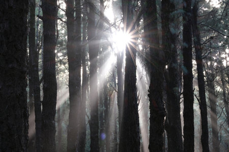 Amazing sun rays among trees in recreation area Pilar in Cumbre Vieja National Park, La Palma, Canary Islands, Spainの写真素材