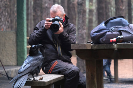 Black Canary crow or raven bird is sitting on bench in recreation area Pilar in Cumbre Vieja National Park. Man is taking photo to it.の写真素材