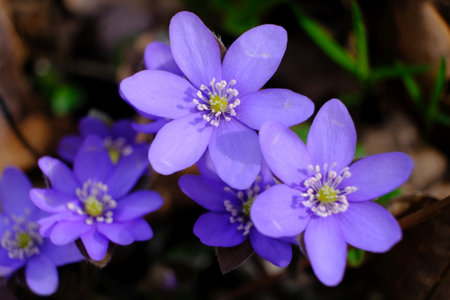 Group of the anemone hepatica kidneywort - violet spring flowersの写真素材
