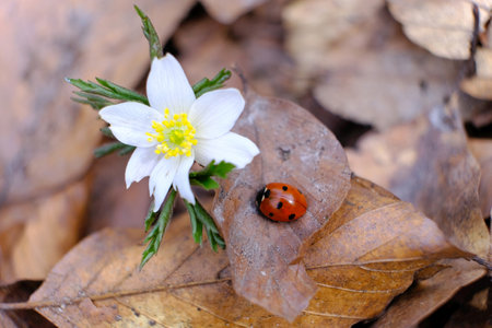 Ladybird is sitting on dry leaves next to white flower of Anemone nemorosa in forest on spring dayの写真素材