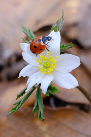 Ladybird is walking on white flower of Anemone nemorosa in forest on spring dayの写真素材