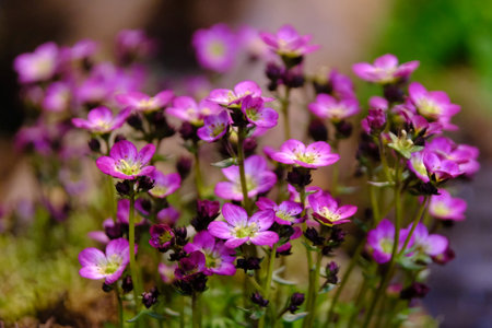 Beautiful exotic flowers of Saxifraga arendsi in botanical gardenの写真素材