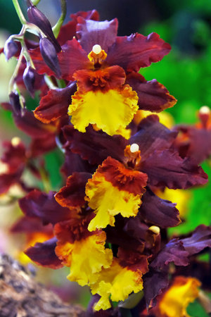 Beautiful exotic flowers Yellow and maroon Oncidium orchid hybrid flowers grow in a botanical gardenの写真素材