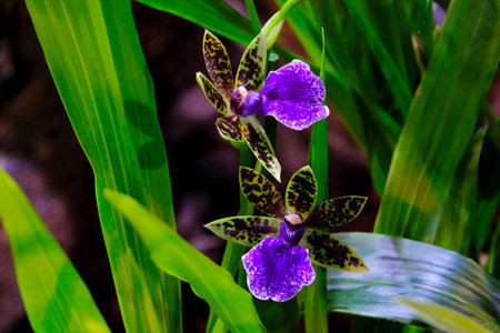 Beautiful exotic flowers of Zygopetalum orchids in botanical gardenの写真素材