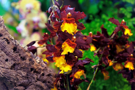 Beautiful exotic flowers Yellow and maroon Oncidium orchid hybrid flowers grow in a botanical gardenの写真素材
