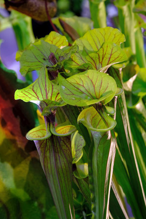 Beautiful exotic flowers of Sarracenia flava in botanical garden. It is an insectivorous plant.