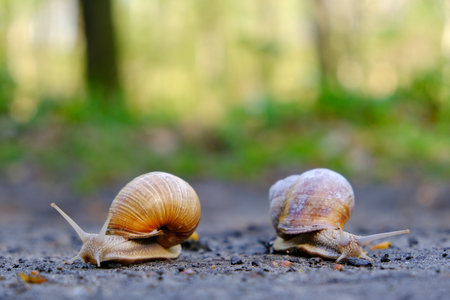 Closeup of two Helix pomatia on the road in forest. Common names the Roman snail, Burgundy snail, edible snail or escargot.の写真素材
