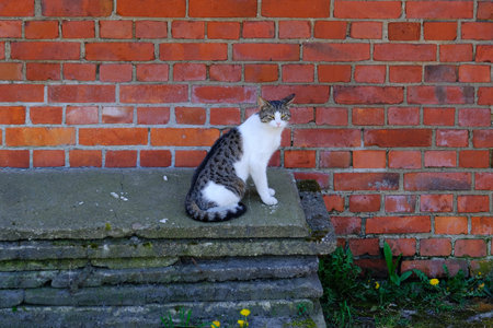 A homeless cat in an old ruined brick houseの写真素材