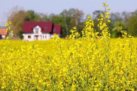 Beautiful yellow blooming rapeseed fields on Zulawy, Poland. Farm building on backgroundの写真素材