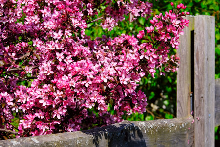 Close-up of a cherry branches blossom in gardenの写真素材