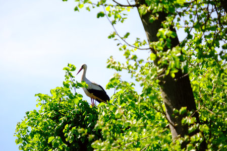 Stork in nest on tree among green foliageの写真素材