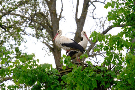 Close-up of two storks in nest. Stork village of Zywkowo, Warmia, Polandの写真素材