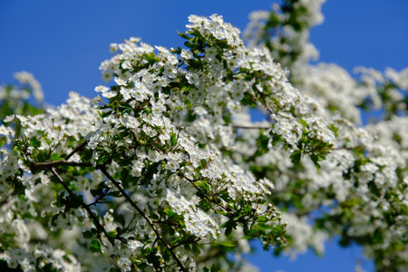 Close up of branch with blooming white flowers of Crataegus commonly called hawthorn, quickthorn, thornapple, May-tree, whitethorn, Mayflower or hawberry.の写真素材