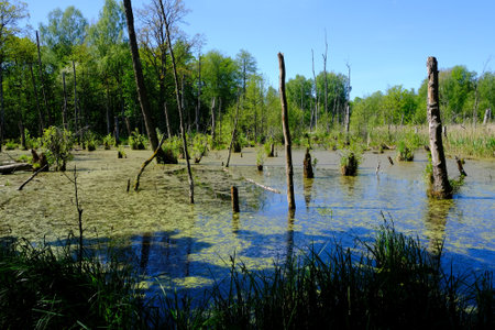 Trees in the wetlands on Warmia and Masuria, Podlasie, Poland