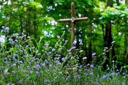 Forget-me-nots in the old cemetery. A metal cross in the background.の写真素材