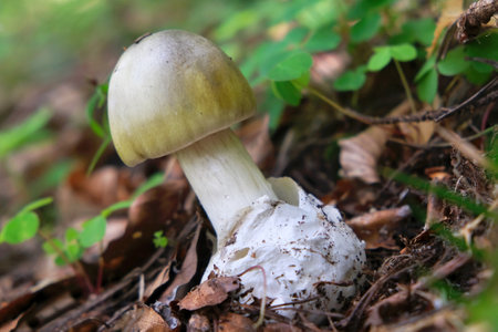 Young Amanita phalloides commonly known as the death cap, is a deadly poisonous basidiomycete fungusの写真素材