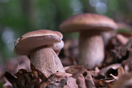 The mushroom Boletus edulis, also known as penny bun, cep, porcino or porcini in forest. Edible and very tasty.の写真素材