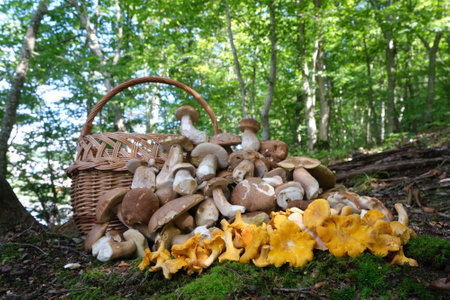 Pile of cut mushrooms boletus on ground in forest by wicker basket. A lot of chanterelle mushrooms on foreground.の写真素材
