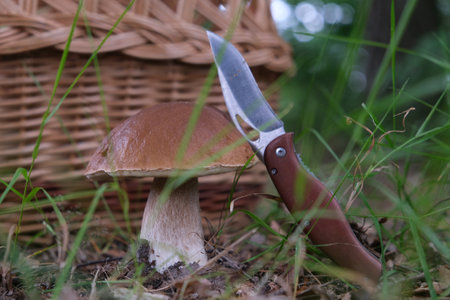 The mushroom Boletus edulis, also known as penny bun, cep, porcino or porcini. Edible and very tasty. A pocket knife in the ground. And wicker basket for mushrooms in background.の写真素材