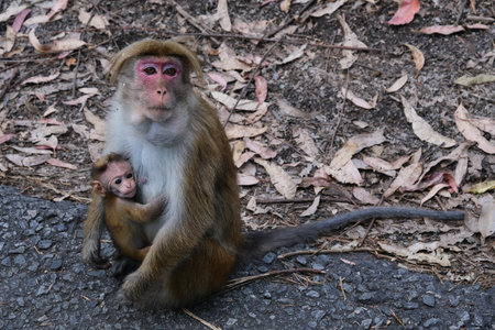 Close up of two monkey macaque - mother and child, eating leaves, sitting on tree. It is toque...