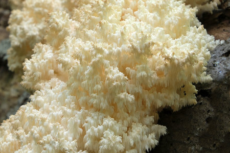 A beautiful unusual mushroom that looks like a coral - Hericium coralloides, commonly known ascoral tooth fungus. It grows on dead hardwood trees. It is edible and good when young.の写真素材
