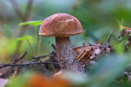 Young Leccinum griseum mushroom in forestの写真素材