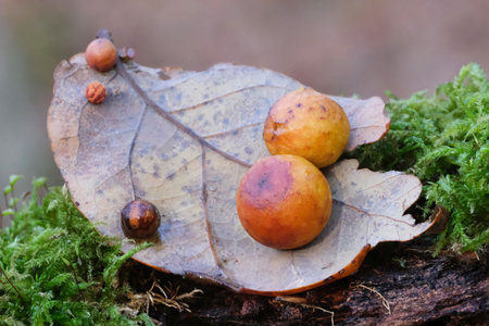 Gallas (cecidia) on an oak leaf. Gale caused by Cynips quercusfolii.の写真素材