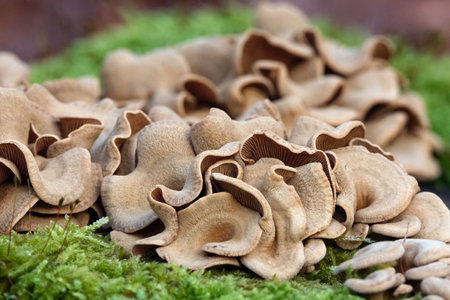 Close up of Panellus stipticus on tree. Commonly known as the bitter oyster, the astringent panus, the luminescent panellus, or the stiptic fungus. Considered a medicinal mushroomの写真素材