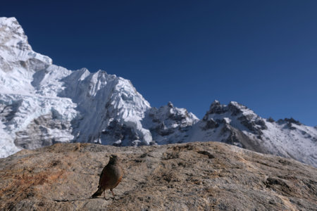 Little brown bird sitting on rock and himalayan range on background. Gorakshep, Everest Base Camp, Sagarmatha National Park, Khumbu valley, Nepalの写真素材