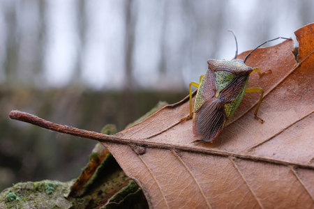 Little insect Acanthosoma haemorrhoidale (hawthorn shield bug) on dry leaf in forest.