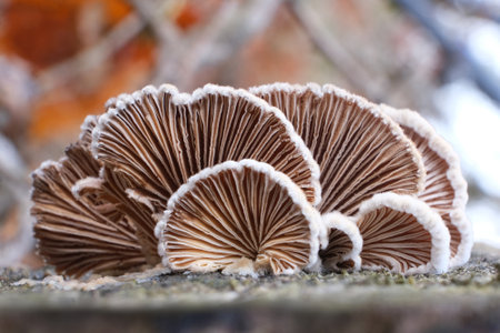 Schizophyllum commune is an interesting fungus growing on wood. It looks like a fan. It is known for its high medicinal value and aromatic taste profile.の写真素材