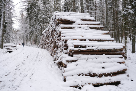 Scenery of snowy forest with cut tree trunks lie on the edge of road and little silhouettes of walking people on road in forest.の写真素材