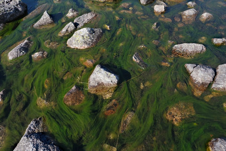Green algae floating in stream in Valley of Gasienicowa Ponds, Tatras Mountains, Poland
